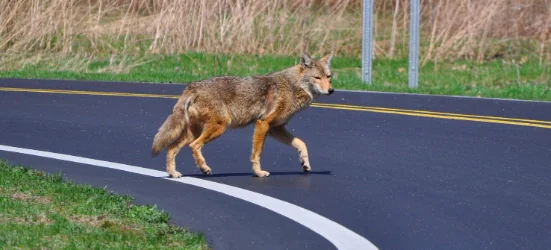 Salvano un cane, ma è un coyote